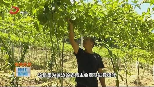 葛坑镇：百香果成熟正当时 - 憨鼠网