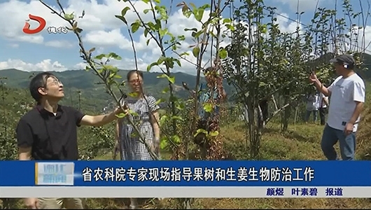 省农科院专家现场指导果树和生姜生物防治工作 - 憨鼠网