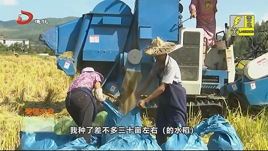 水稻丰收 收割机助力农民抢收 - 憨鼠网