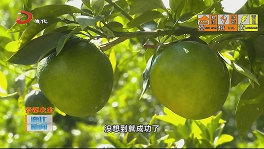 葛坑镇浮林农场：红美人柑橘嫁接成功 - 憨鼠网