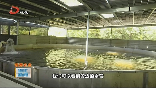 上涌镇西溪村：养殖中华鲟 “鲟”到致富路 - 憨鼠网