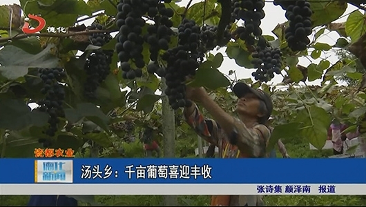 汤头乡：千亩葡萄喜迎丰收 - 憨鼠网