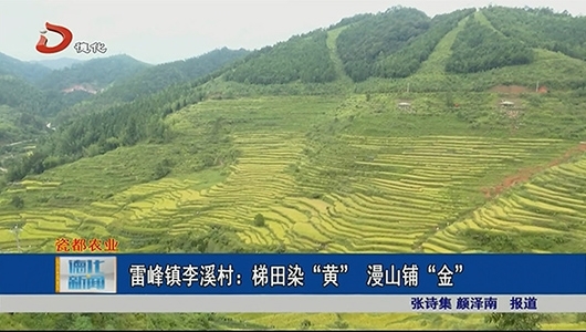 雷峰镇李溪村：梯田染“黄” 漫山铺“金” - 憨鼠网