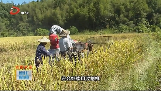 雷峰镇：水稻丰收 抢抓农时忙收割 - 憨鼠网