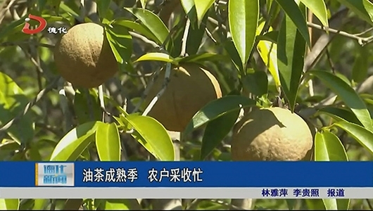 油茶成熟季 农户采收忙 - 憨鼠网