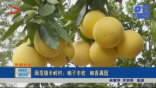 南埕镇半岭村：柚子丰收 柚香满园 - 憨鼠网