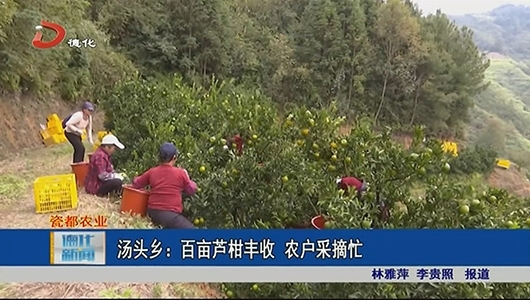汤头乡：百亩芦柑丰收 农户采摘忙 - 憨鼠网