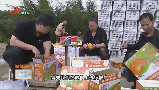 大学生返乡创业 果冻橙喜获丰收 - 憨鼠网