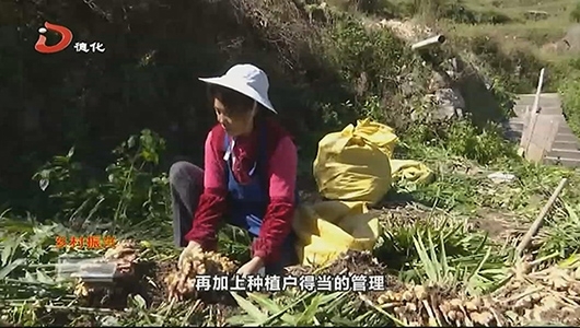 大铭乡：生姜迎丰收 农户采收忙 - 憨鼠网