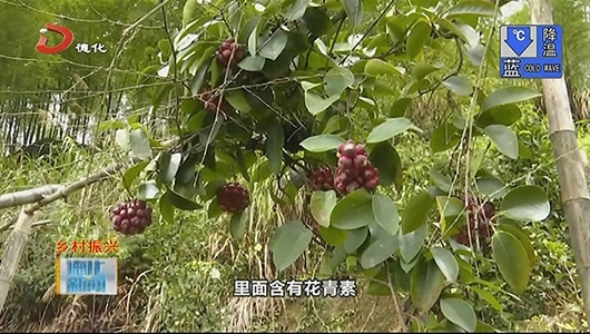 水口镇承泽村：布福娜成熟啦 - 憨鼠网