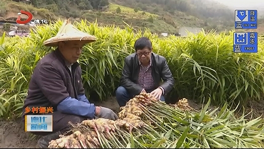 赤水镇：试验田土壤调理 生姜喜获丰收 - 憨鼠网