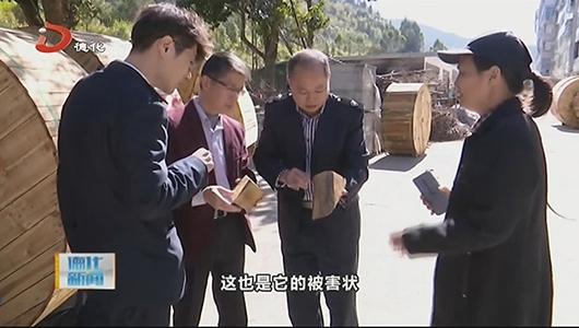 省林业专家现场诊断“松材线虫” - 憨鼠网