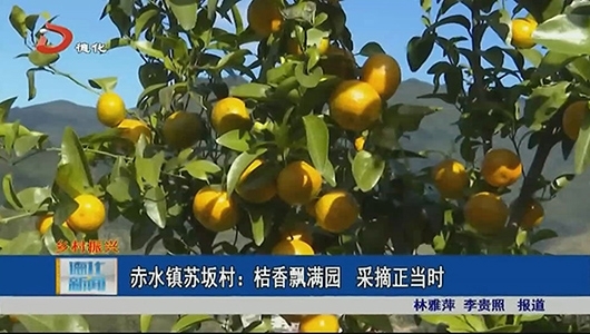 赤水镇苏坂村：桔香飘满园 采摘正当时 - 憨鼠网