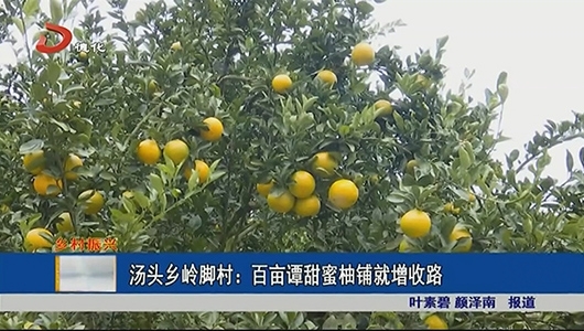 汤头乡岭脚村：百亩谭甜蜜柚铺就增收路 - 憨鼠网