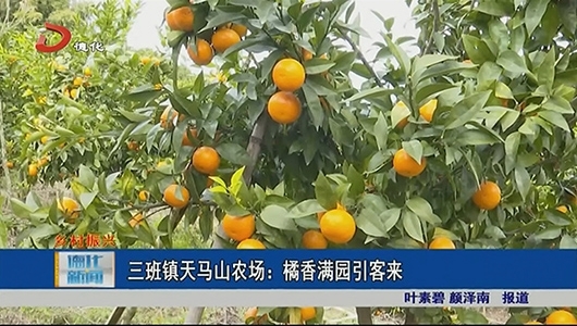 三班镇天马山农场：橘香满园引客来