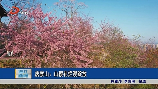 唐寨山：山樱花烂漫绽放 - 憨鼠网