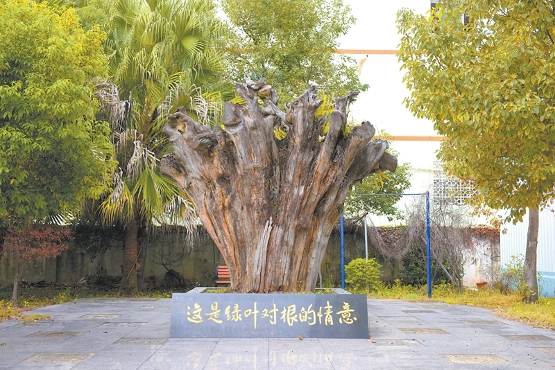 根在基层 情系民生——龙浔派出所唱响“绿叶对根的情意” - 憨鼠网
