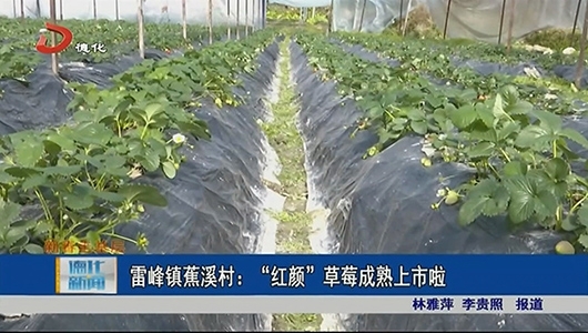 雷峰镇蕉溪村：“红颜”草莓成熟上市啦 - 憨鼠网