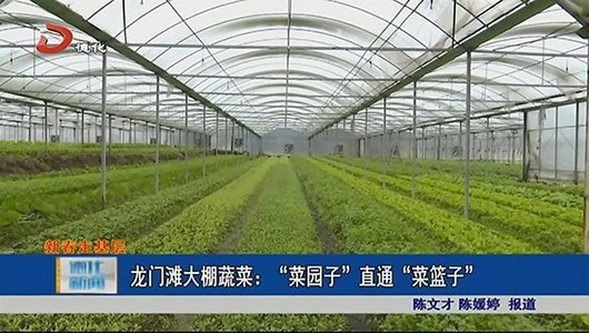 龙门滩大棚蔬菜：“菜园子”直通“菜篮子” - 憨鼠网