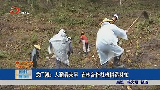 龙门滩：人勤春来早 农林合作社植树造林忙 - 憨鼠网