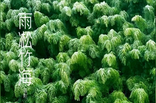 雨凇竹海 - 憨鼠网