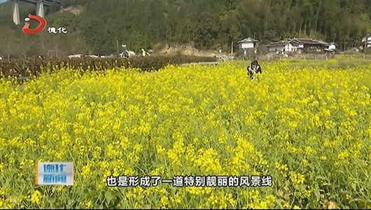 国宝乡云龙谷景区：油菜花开 浪漫花海绘就乡村盛景 - 憨鼠网