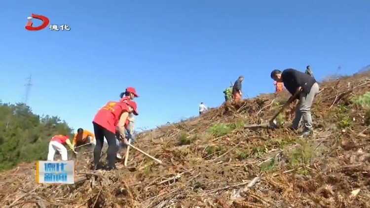 植树添绿 共建绿色杨梅 - 憨鼠网