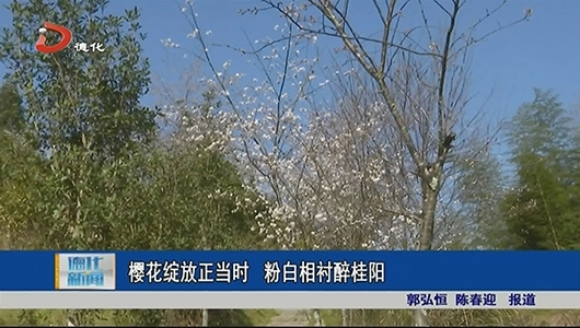 樱花绽放正当时 粉白相衬醉桂阳 - 憨鼠网