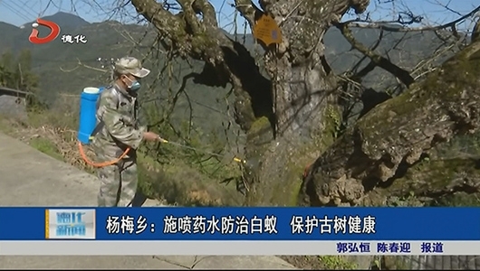 杨梅乡：施喷药水防治白蚁 保护古树健康 - 憨鼠网