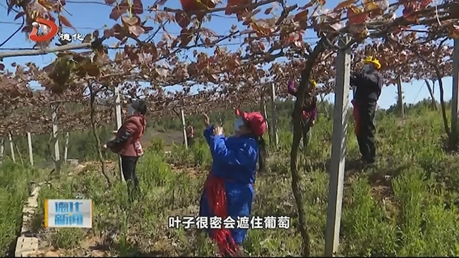 春秋农林：千亩葡萄园 种植管理忙 - 憨鼠网