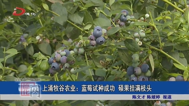 上涌牧谷农业：蓝莓试种成功 硕果挂满枝头 - 憨鼠网