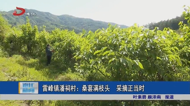 雷峰镇潘祠村：桑葚满枝头 采摘正当时 - 憨鼠网