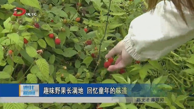 趣味野果长满地 回忆童年的味道 - 憨鼠网