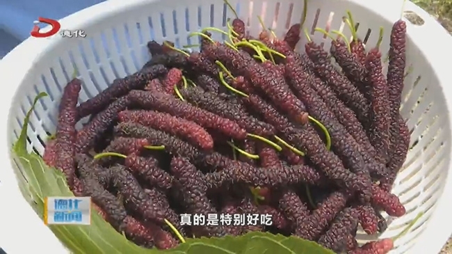水口镇：桑果飘香 长果桑葚采摘正当时 - 憨鼠网