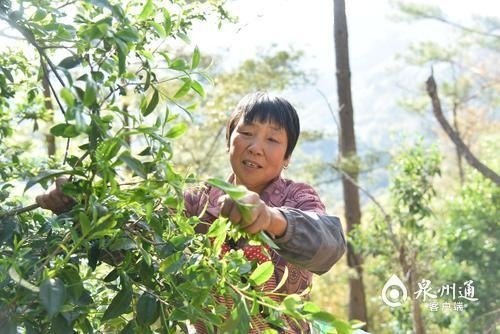 德化开展黄花菜种植奖补等政策助力复产复工 - 憨鼠网