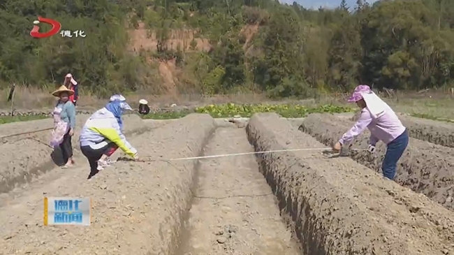 雷峰镇蕉溪村：春耕时节 科技特派员指导淮山种植 - 憨鼠网