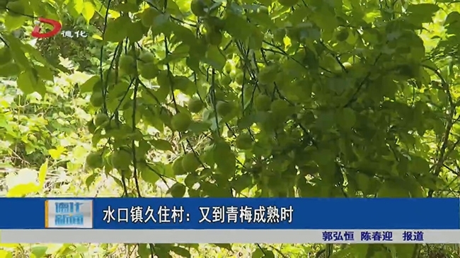 水口镇久住村：又到青梅成熟时 - 憨鼠网