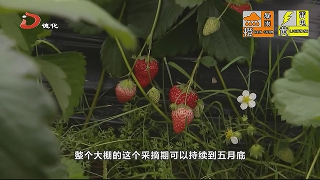 有口福了！五一国宝摘草莓 - 憨鼠网