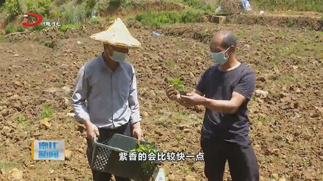 葛坑镇：百香果种植忙 - 憨鼠网