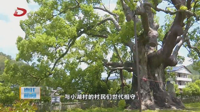 美湖镇小湖村：千年古樟树 巍然屹立1314年 - 憨鼠网