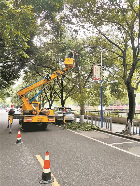 德化提升节点绿化 扮靓城市景观 - 憨鼠网