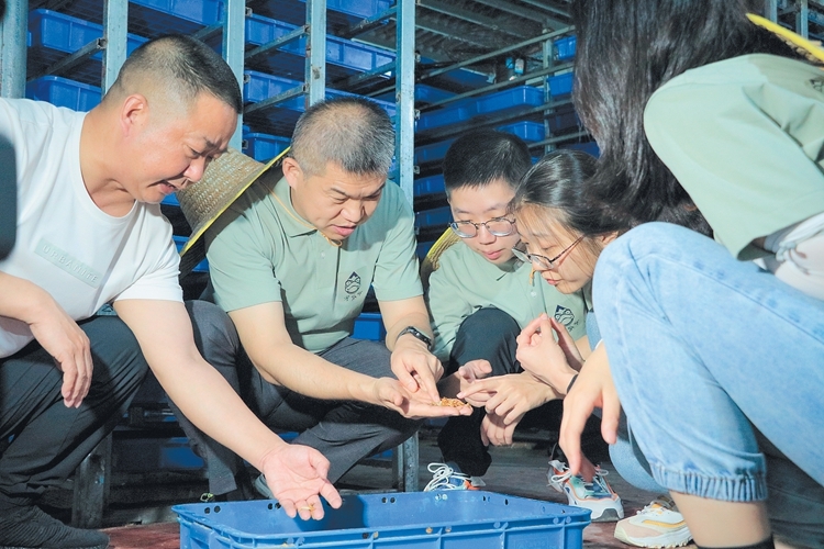 苏进全：林下“生金”助力乡村振兴 - 憨鼠网