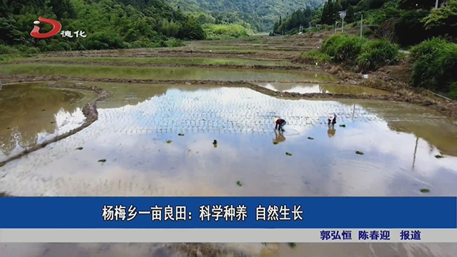 杨梅乡一亩良田：科学种养 自然生长 - 憨鼠网