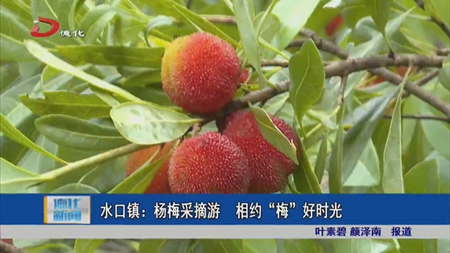 水口镇：杨梅采摘游 相约“梅”好时光 - 憨鼠网