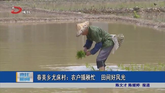 春美乡尤床村：农户插秧忙 田间好风光 - 憨鼠网