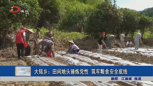 大铭乡：田间地头锤炼党性 筑牢粮食安全底线 - 憨鼠网