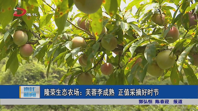 隆荣生态农场：芙蓉李成熟 正值采摘好时节 - 憨鼠网