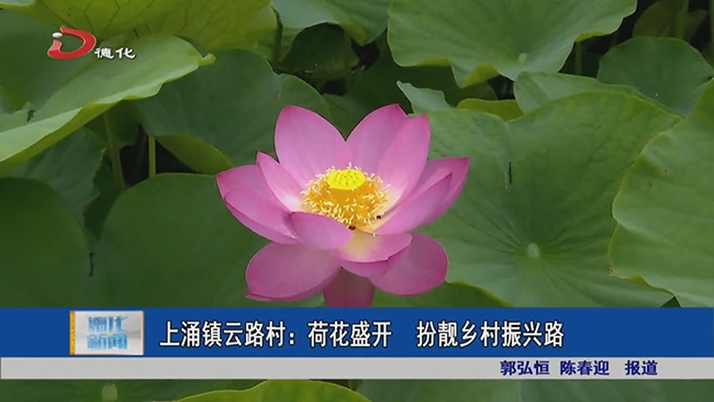 上涌镇云路村：荷花盛开 扮靓乡村振兴路 - 憨鼠网