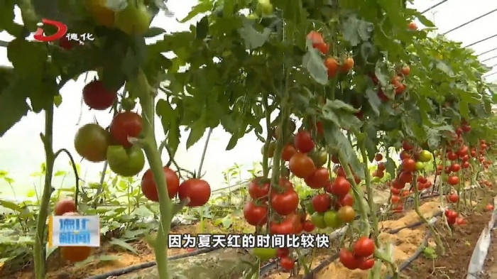 龙门滩镇东沶趣味农场：西红柿喜获丰收 农户采摘销售忙