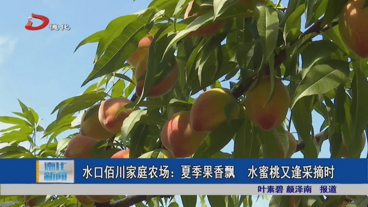 水口佰川家庭农场：夏季果香飘 水蜜桃又逢采摘时 - 憨鼠网